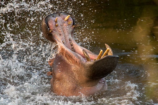 hippo eastern cape kariega game reserve brendon jennings.jpg hippo eastern cape kariega game reserve brendon jennings.jpg
