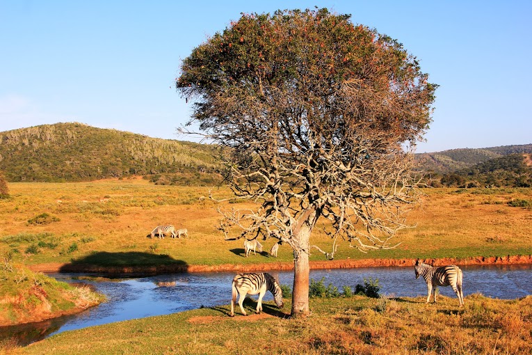 Kariega Game Reserve Eastern Cape safari wildlife K Cetkowska (15).jpg Kariega Game Reserve Eastern Cape safari wildlife K Cetkowska (15).jpg