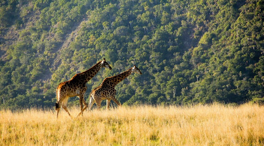 Kariega Game Reserve Eastern Cape safari wildlife K Cetkowska (16).jpg Kariega Game Reserve Eastern Cape safari wildlife K Cetkowska (16).jpg