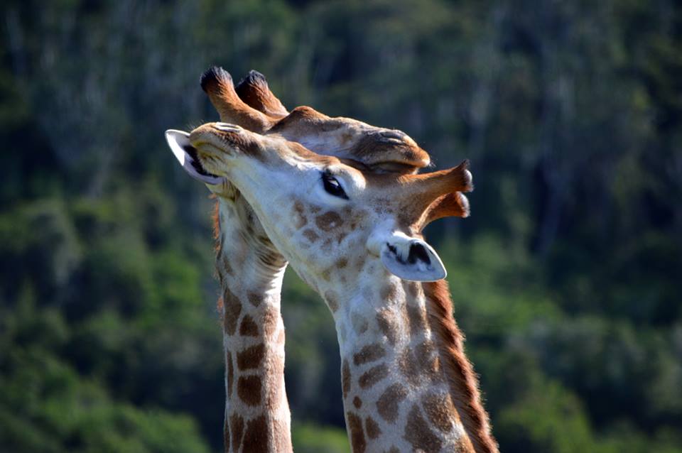Carlo Geminiani kariega game reserve giraffe kisses.jpg Carlo Geminiani kariega game reserve giraffe kisses.jpg