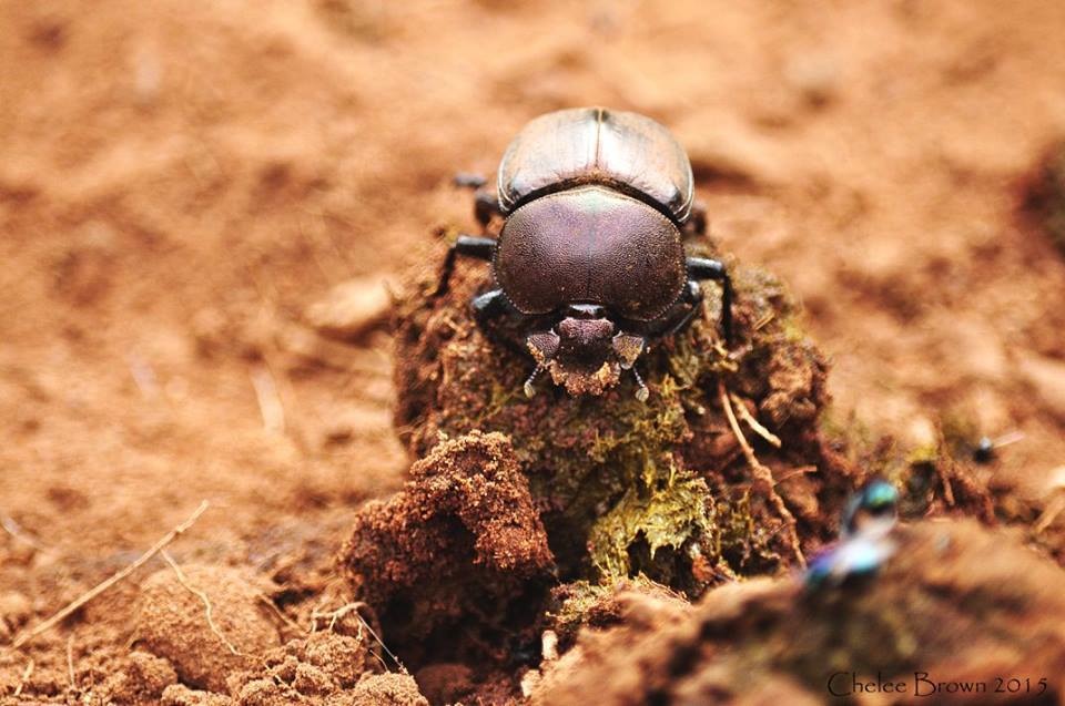 dung-beetle-on-ball.jpg dung-beetle-on-ball.jpg
