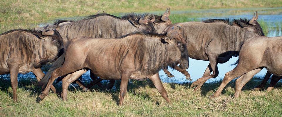 wildebeest-on-the-move.jpg wildebeest-on-the-move.jpg