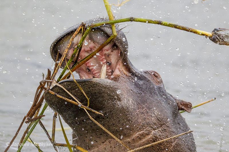 hippo-surfacing 2015.jpg hippo-surfacing 2015.jpg