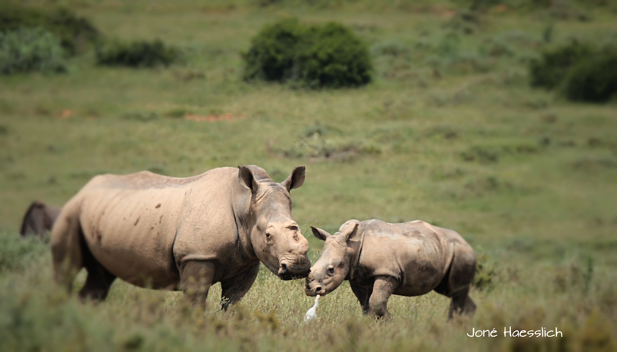 rhino-thembi-11- months.jpg