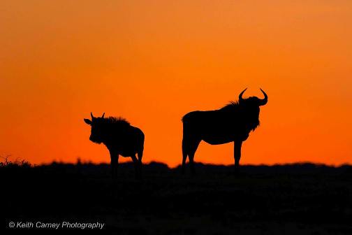 Kariega-WildebeestSunset-KeithCarney-Oct.jpg Kariega-WildebeestSunset-KeithCarney-Oct.jpg
