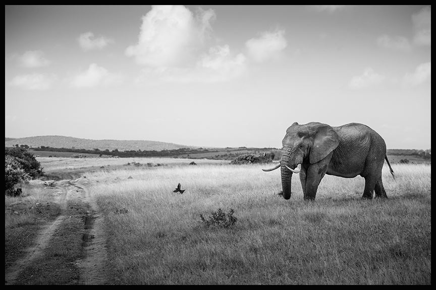Kariega-elephant5-AprilThomas-April2015.jpg Kariega-elephant5-AprilThomas-April2015.jpg
