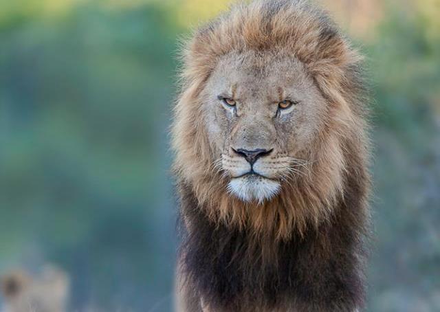 Kariega-Lion-DavidKettles-AugustComp-cropped.jpg Kariega-Lion-DavidKettles-AugustComp-cropped.jpg