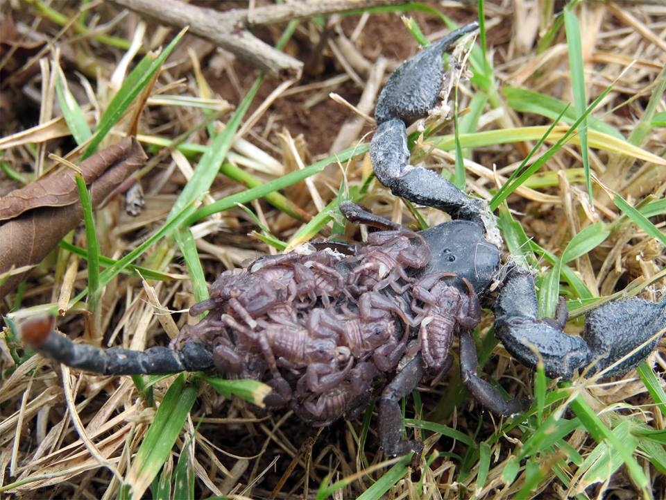 scorpian-with-babies-kariegavolunteers.jpg scorpian-with-babies-kariegavolunteers.jpg