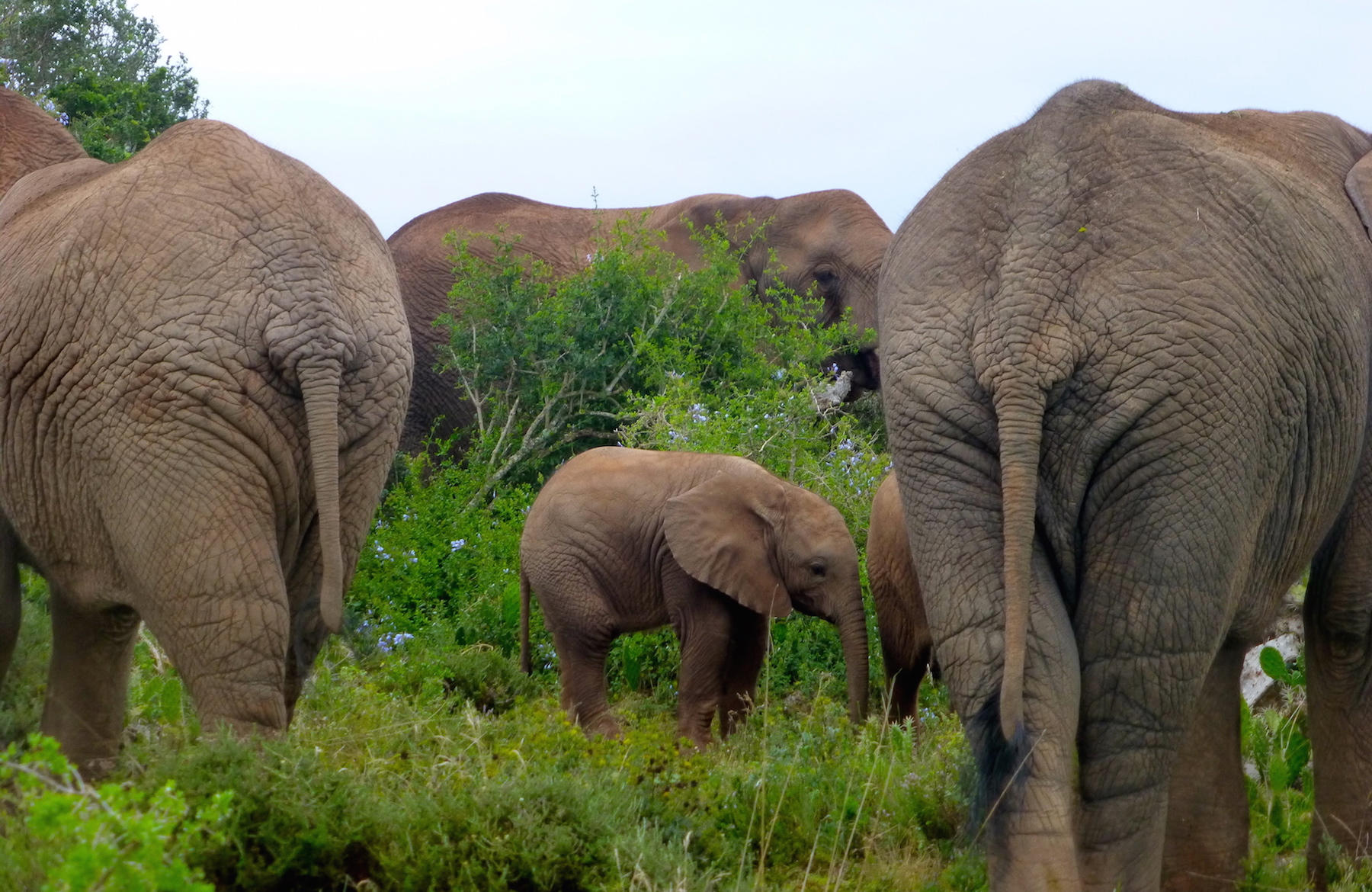 Elephant-Eastern-Cape-Matriach-Herd-Baby-Kariega-JM.JPG