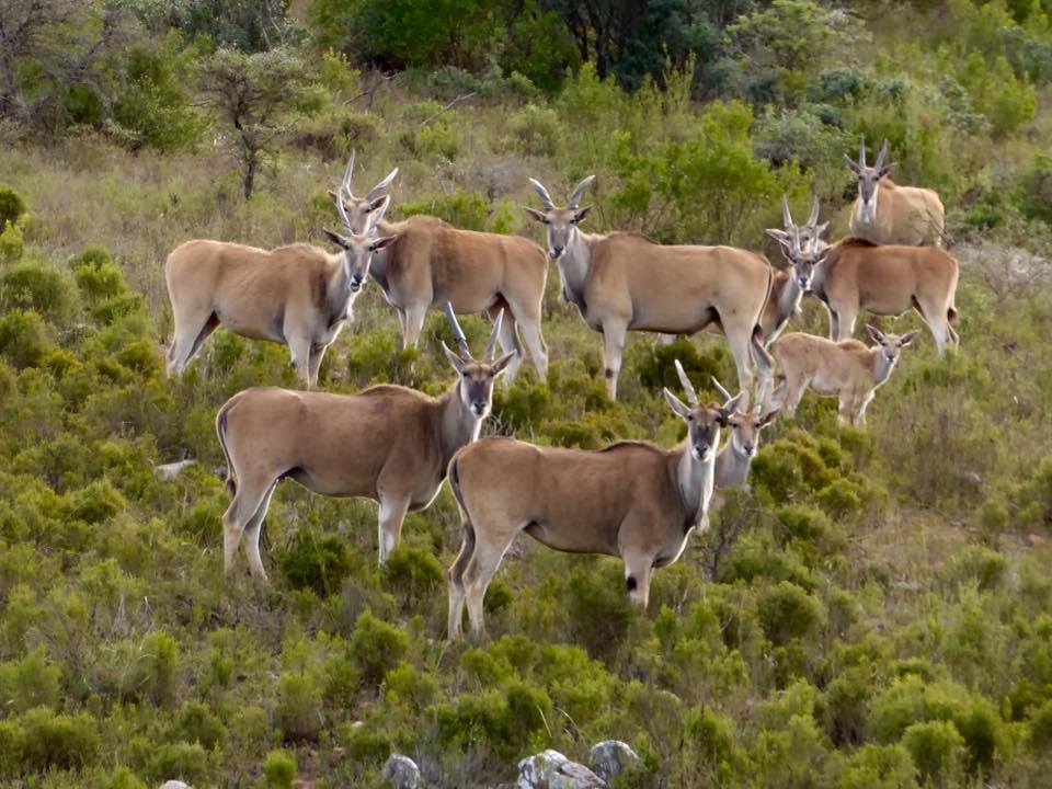 Kariega Group of Elands