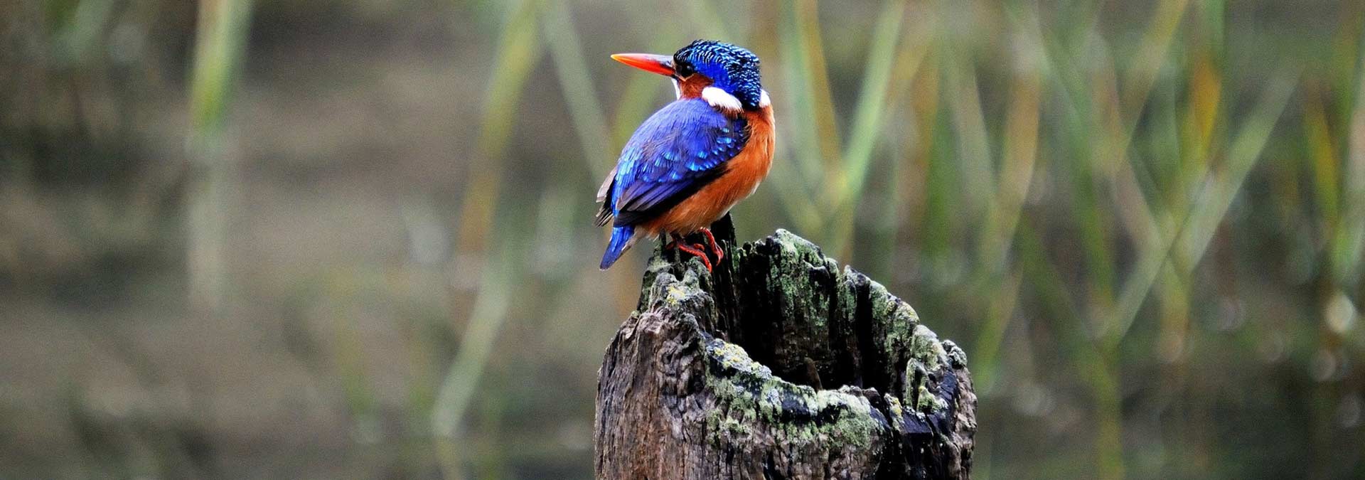 Kariega Bluebird