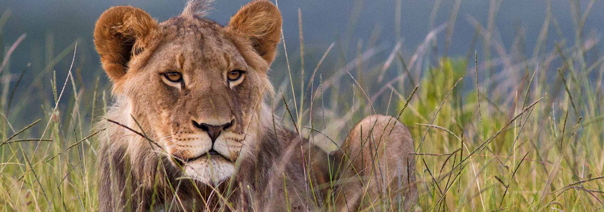 Kariega Lioness Relaxing