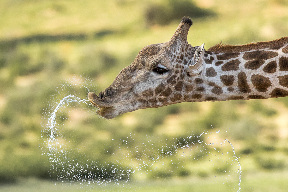BrendonJennings-giraffe-drinking.jpg