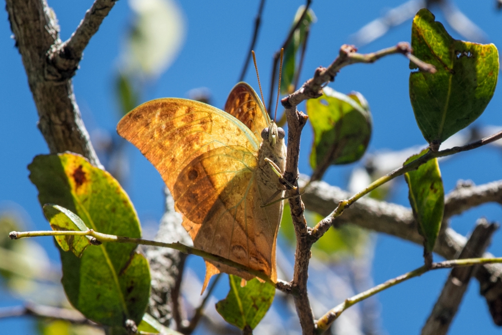 Kariega-Butterfly-Mike-Fitzgerald.jpg Kariega-Butterfly-Mike-Fitzgerald.jpg