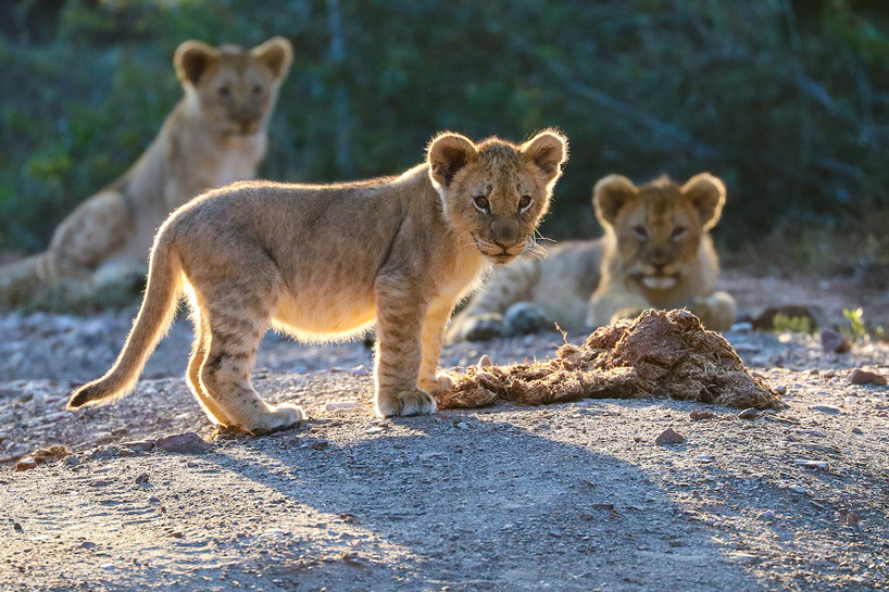 Kariega Lion cubs - Facebook winner - 2021_1652865578403