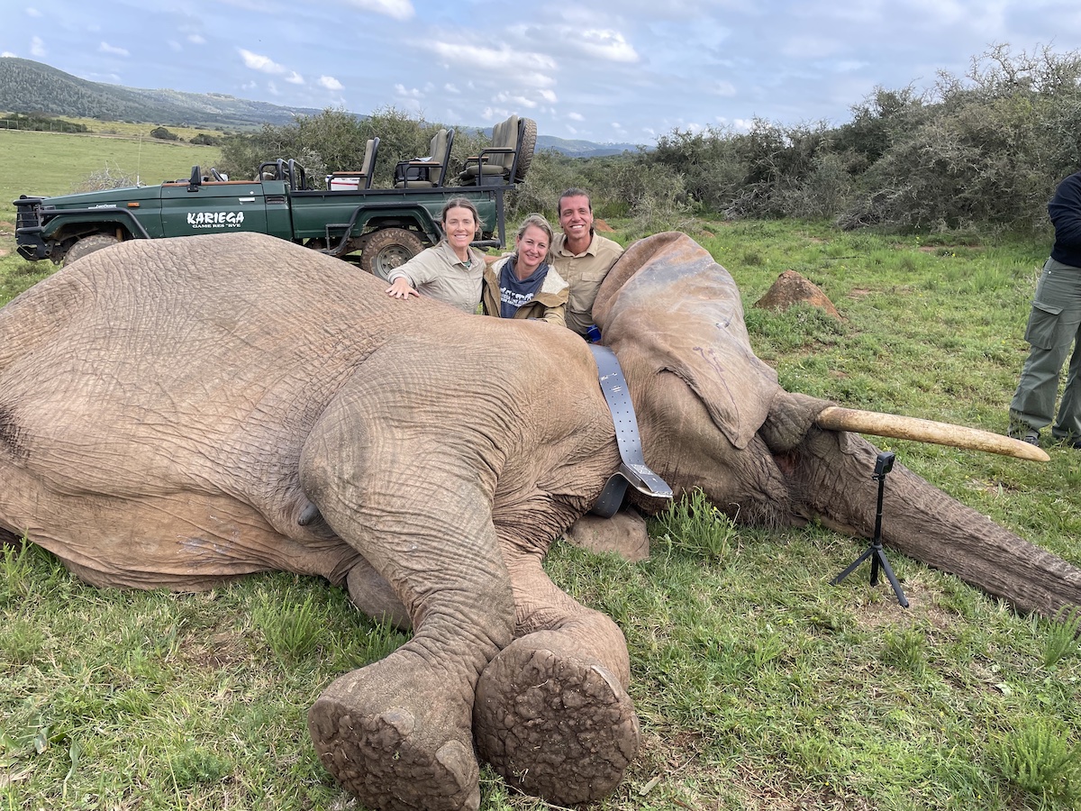 Kariega Foundation Bring The Elephant Home