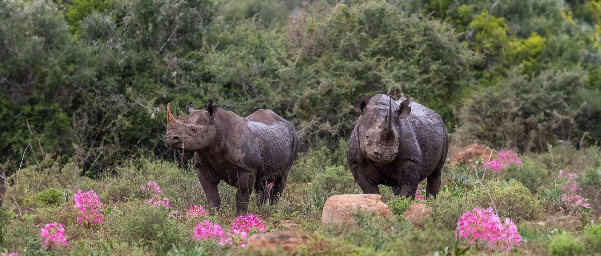 Black Rhino Amongst Flowers