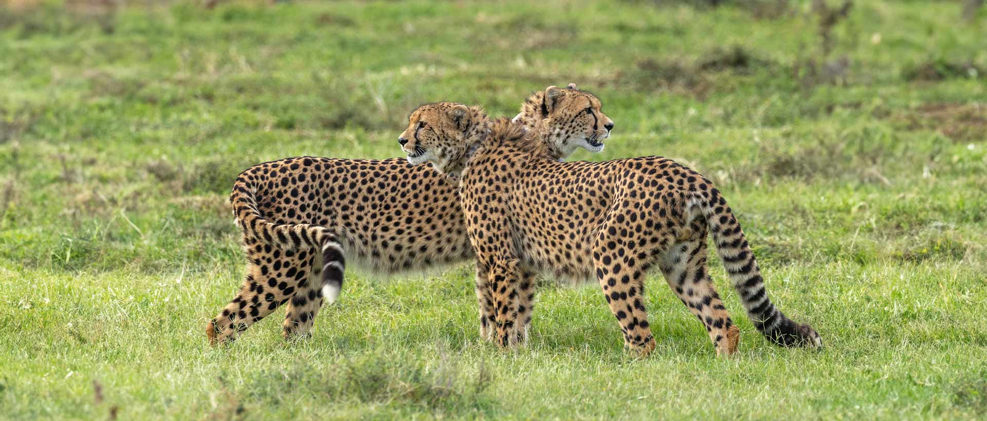 Cheetah Brothers