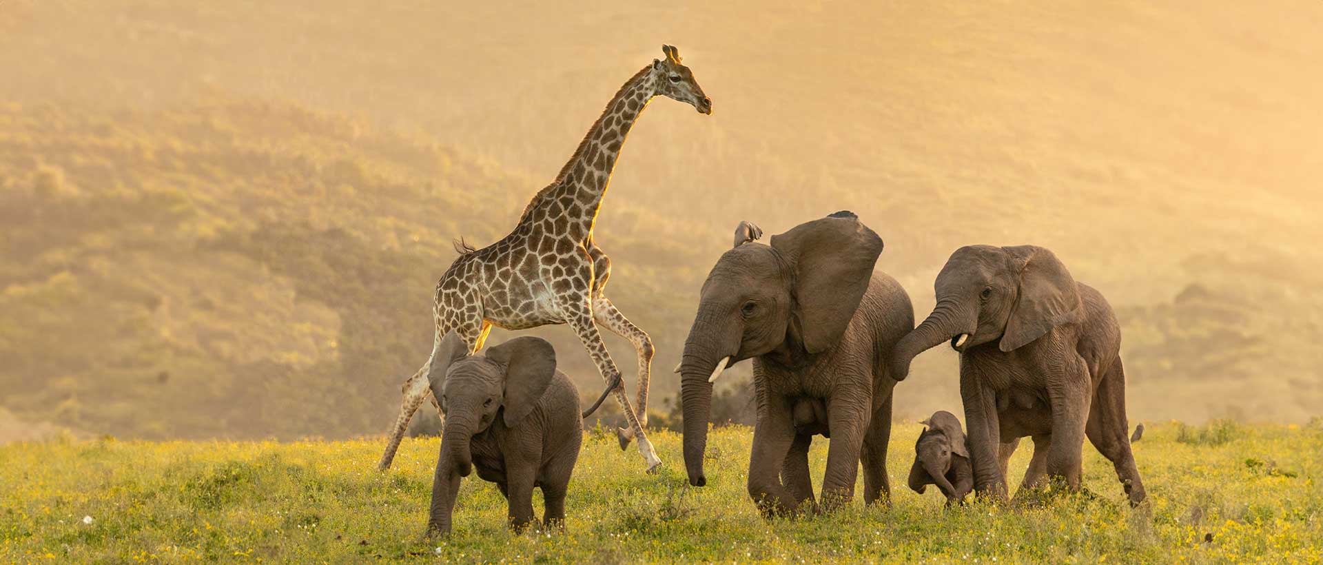 Giraffe With Elephants