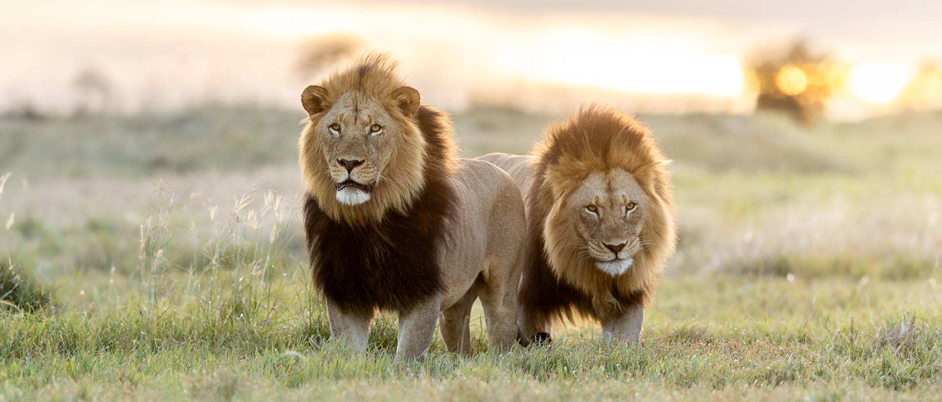 Two Male Lions