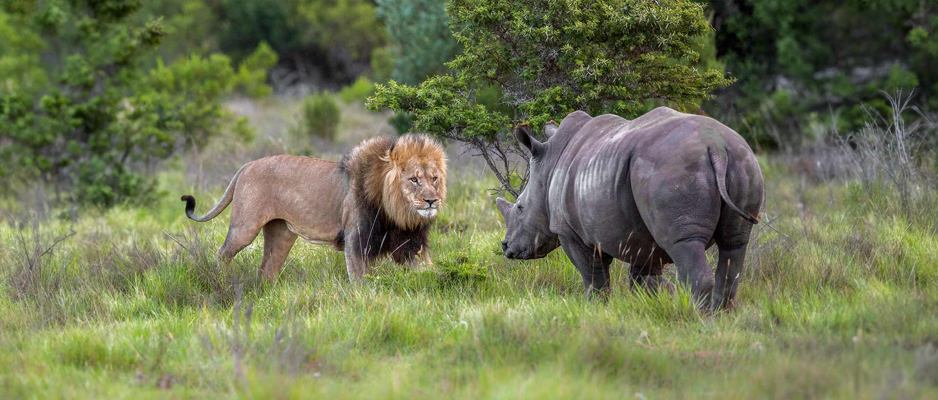 Lion And Rhino Stand Off
