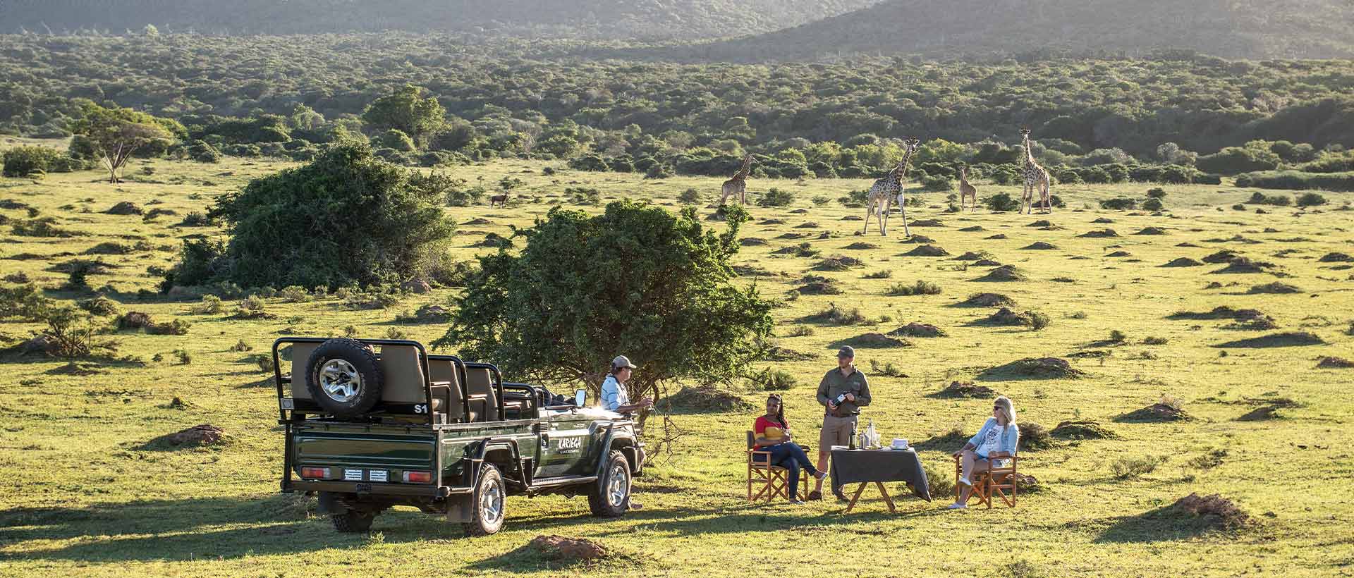 Guests Enjoying Sundowners With Giraffe
