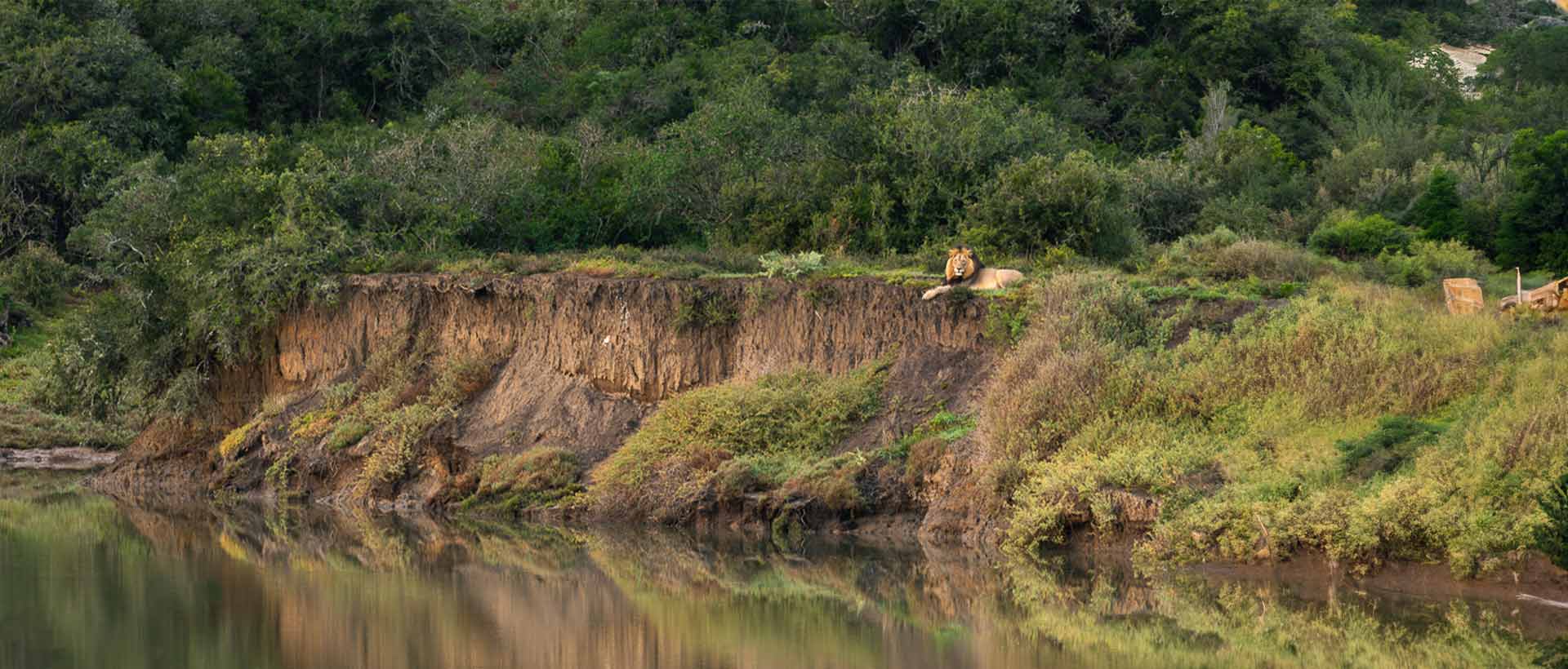 Lion On The Banks Of The Bushmans River