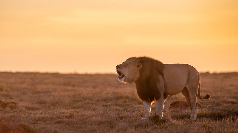Lion roaring at dusk - Brendon Jennings