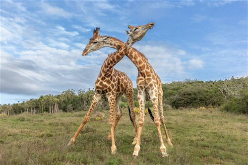 GAW020_1752046576682 GAW020_1752046576682