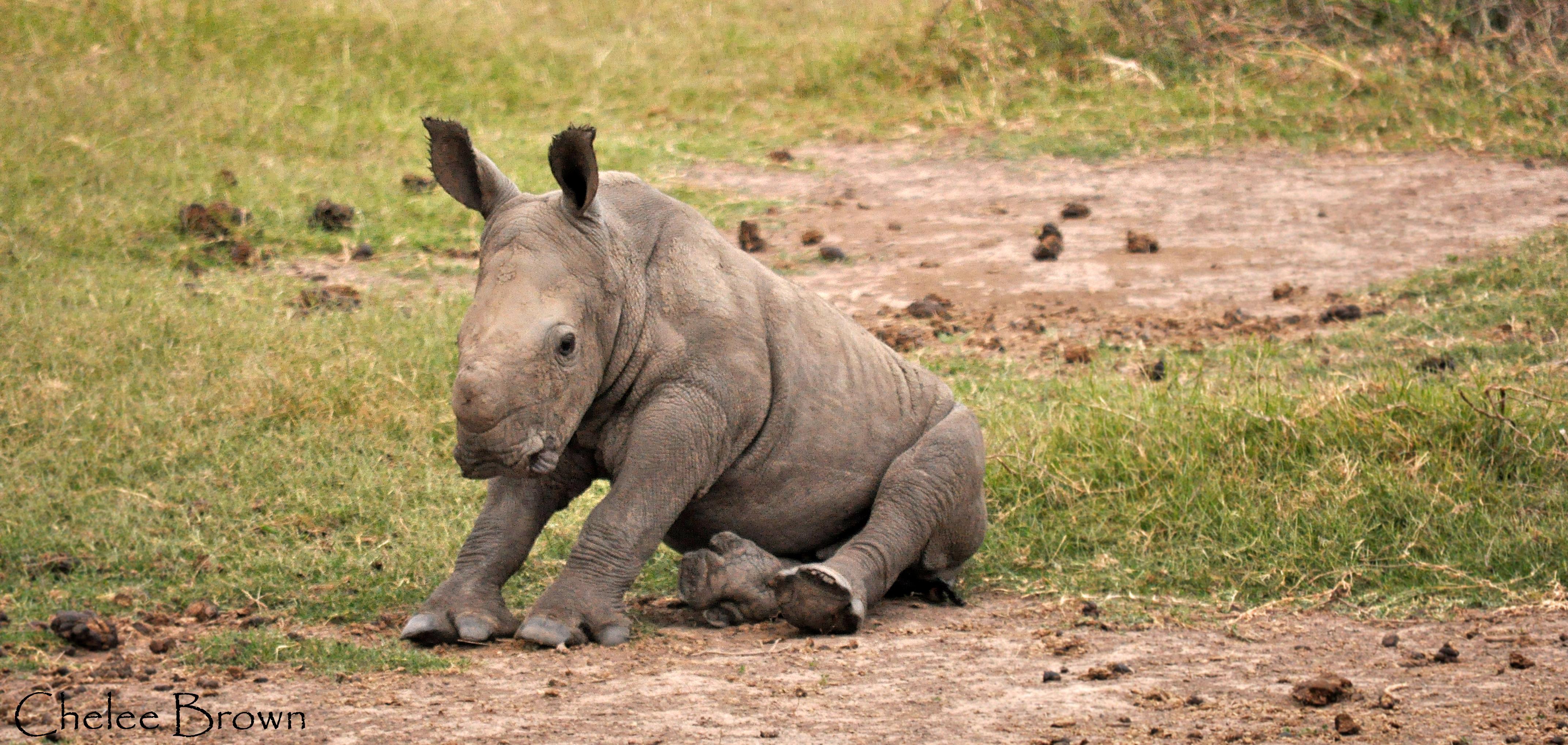 Rhino Calf